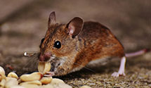 Find Exterminators in Prince Edward County